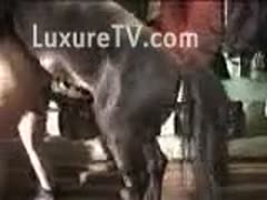 Willing plump mature whore getting drilled hard by a horse